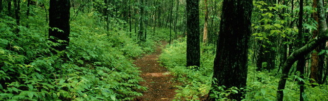 Day Camp woods